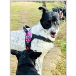 Joy 4anni Buona con Tutti Anche coi Gatti - Foto n. 2