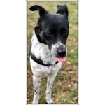 Joy 4anni Buona con Tutti Anche coi Gatti - Foto n. 3