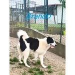 Brando e Lassie Giovani Sempre Insieme - Foto n. 3