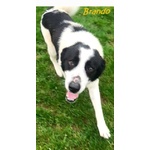 Brando e Lassie Giovani Sempre Insieme - Foto n. 4