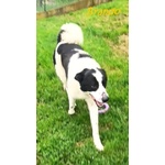 Brando e Lassie Giovani Sempre Insieme - Foto n. 5