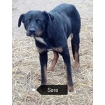 Sara 5anni Brava Salvata Dalla Strada!