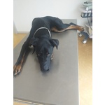 Sara 5anni Brava Salvata Dalla Strada! - Foto n. 3