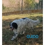 Guido Setter di 4anni Buono, Adorabile