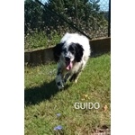 Guido Setter di 4anni Buono, Adorabile - Foto n. 3
