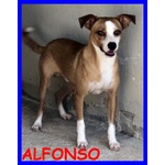 🐶 Altra Razza maschio in adozione a Milano (MI) e in tutta Italia da privato