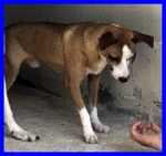 Alfonso 8anni Simpatico bel Musetto - Timidino - Foto n. 2