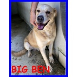 🐶 Altra Razza maschio in adozione a Milano (MI) e in tutta Italia da privato