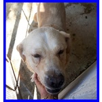 Big ben 8-9anni Dolce Solare Coccolone - Foto n. 5