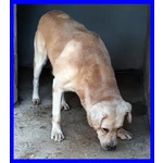 Big ben 8-9anni Dolce Solare Coccolone - Foto n. 6