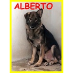 🐶 Altra Razza maschio in adozione a Milano (MI) e in tutta Italia da privato