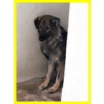 Lupetto Alberto Timoroso - sui 9 Anni - Foto n. 2