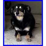 Tango 8anni Timidino ma Anche Curioso - Foto n. 2