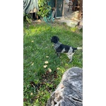 🐶 Setter di 3 mesi in vendita a Campobasso (CB) e in tutta Italia da privato