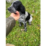 Setter Inglese Figli di lost del Navigante - Foto n. 2