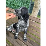 Setter Inglese Figli di lost del Navigante - Foto n. 3