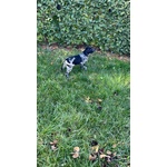 Setter Inglese Figli di lost del Navigante - Foto n. 4