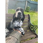 Setter Inglese Figli di lost del Navigante - Foto n. 5