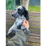 Setter Inglese Figli di lost del Navigante - Foto n. 6