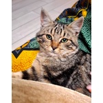 Chanel Dolce Micina 5 mesi in Adozione - Foto n. 3