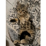 Chanel Dolce Micina 5 mesi in Adozione - Foto n. 4