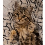 Chanel Dolce Micina 5 mesi in Adozione - Foto n. 5