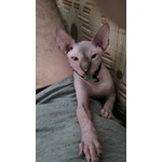 🐱 Sphynx maschio di 1 anno e 2 mesi in vendita a Sesto Fiorentino (FI) e in tutta Italia da privato