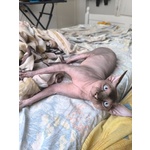 Gatto Sphynx Donskoy (donsphynx) - Foto n. 2