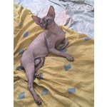 Gatto Sphynx Donskoy (donsphynx) - Foto n. 3