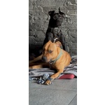 Cuccioli di Pitbull - Foto n. 3