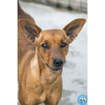 Dea, 5 kg di Coraggio e Simpatia - Foto n. 3