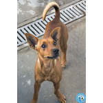 Dea, 5 kg di Coraggio e Simpatia - Foto n. 4