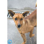 Dea, 5 kg di Coraggio e Simpatia - Foto n. 5