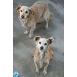 Tessy e tom: Cuore a Quattro Zampe (anzi, Otto)