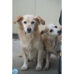 Tessy e tom: Cuore a Quattro Zampe (anzi, Otto) - Foto n. 2