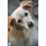 Tessy e tom: Cuore a Quattro Zampe (anzi, Otto) - Foto n. 4