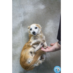 Tessy e tom: Cuore a Quattro Zampe (anzi, Otto) - Foto n. 5