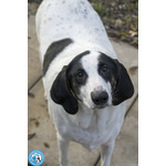 Belle, Splendida Cagnolona in Attesa di una Famiglia