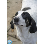 Belle, Splendida Cagnolona in Attesa di una Famiglia - Foto n. 3