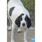 Belle, Splendida Cagnolona in Attesa di una Famiglia - Foto n. 6