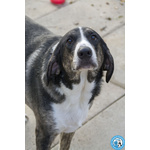 Blaky, il Gigante Buono in Cerca di un Nuovo Inizio