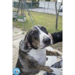 Blaky, il Gigante Buono in Cerca di un Nuovo Inizio - Foto n. 4