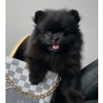 🐶 Volpino Pomerania in vendita a Milano (MI) e in tutta Italia da privato