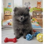 🐶 Volpino Pomerania in vendita a Milano (MI) e in tutta Italia da privato