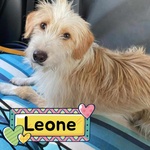 🐶 Altra Razza maschio di 4 anni in adozione a Latina (LT) e in tutta Italia da associazione animali