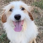 Leone Dolce Spinoncino Cerca casa - Adozione Canile di Latina - Foto n. 2