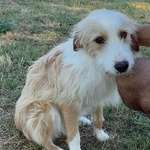 Leone Dolce Spinoncino Cerca casa - Adozione Canile di Latina - Foto n. 3