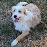 Leone Dolce Spinoncino Cerca casa - Adozione Canile di Latina - Foto n. 4