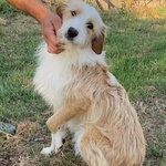 Leone Dolce Spinoncino Cerca casa - Adozione Canile di Latina - Foto n. 5