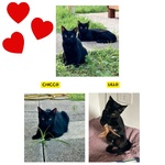 Lillo e Chicco Dolci Gattini in Adozione